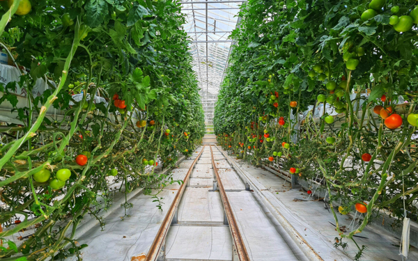 Horta vertical de tomates