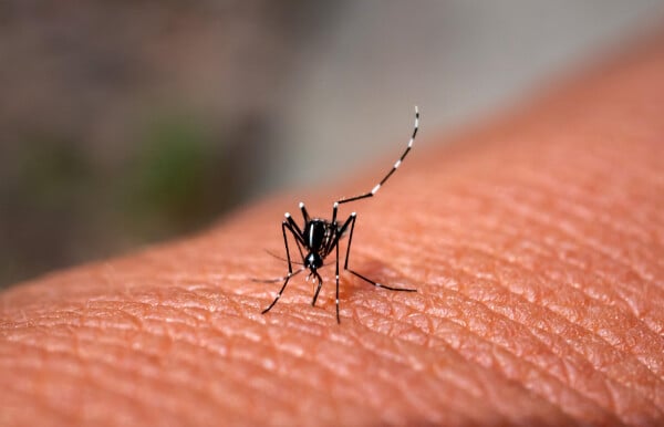 Close up mosquito Aedes aegypti na pele