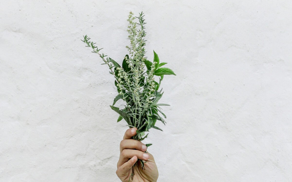 Mão segurando folhas de plantas aromáticas