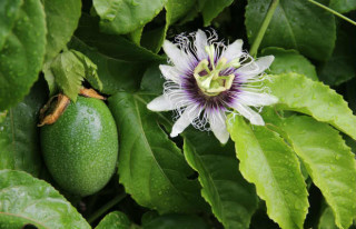 Saiba tudo sobre a passiflora - Foto: Getty Images