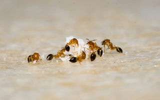 Imagem aproximada de várias formigas em cima de porção de açúcar