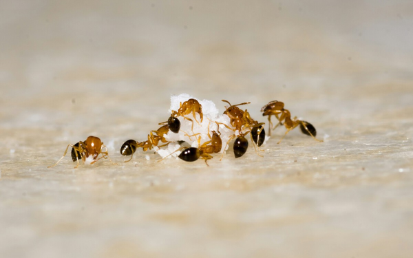 Imagem aproximada de várias formigas em cima de porção de açúcar