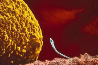 Espermatozoide-ovulo - Foto: Lennart Nilsson