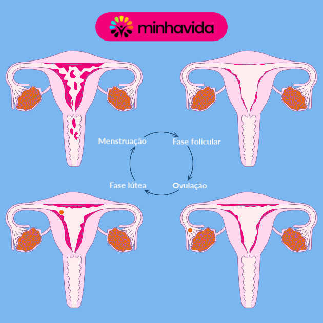 Ciclo menstrual: o que é, fases e cálculo do período fértil - Minha Vida