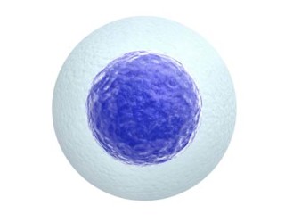 Indução de ovulação é uma técnica complementar às fertilizações