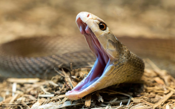 Imagem aproximada de cobra com a boca aberta