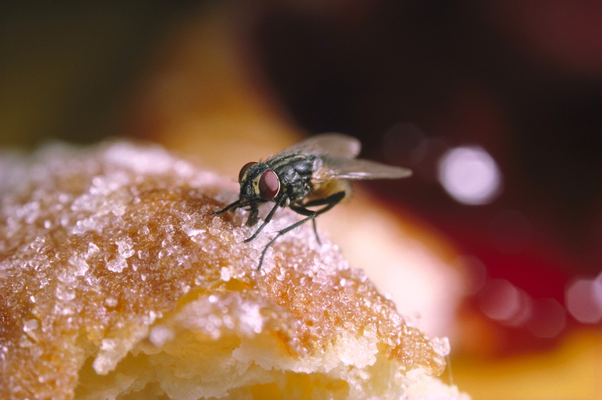 Mosca na comida: é melhor jogar fora ou pode comer? - Minha Vida