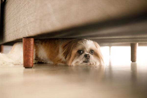 cachorro escondido embaixo do sofá com medo