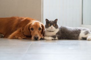 Cachorro e gato deitados juntos no chão