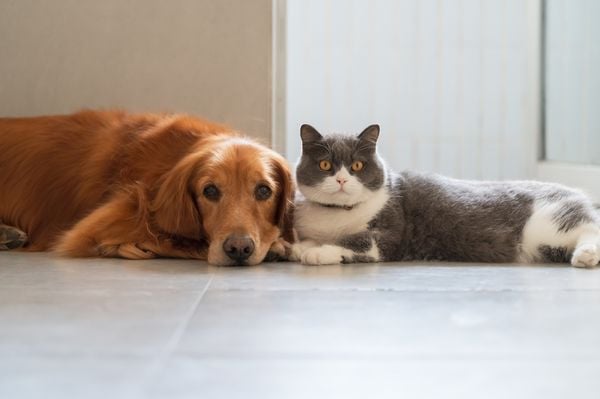 Cachorro e gato deitados juntos no chão