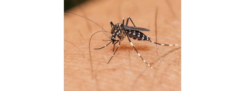 Infecção pelo zika pode causar tremores e perdas cognitivas