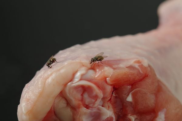 Imagem aproximada de mosca em cima de frango