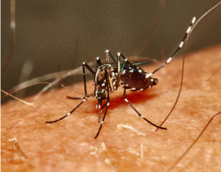 Radiação pode esterelizar o mosquito Aedes e impedir sua procriação