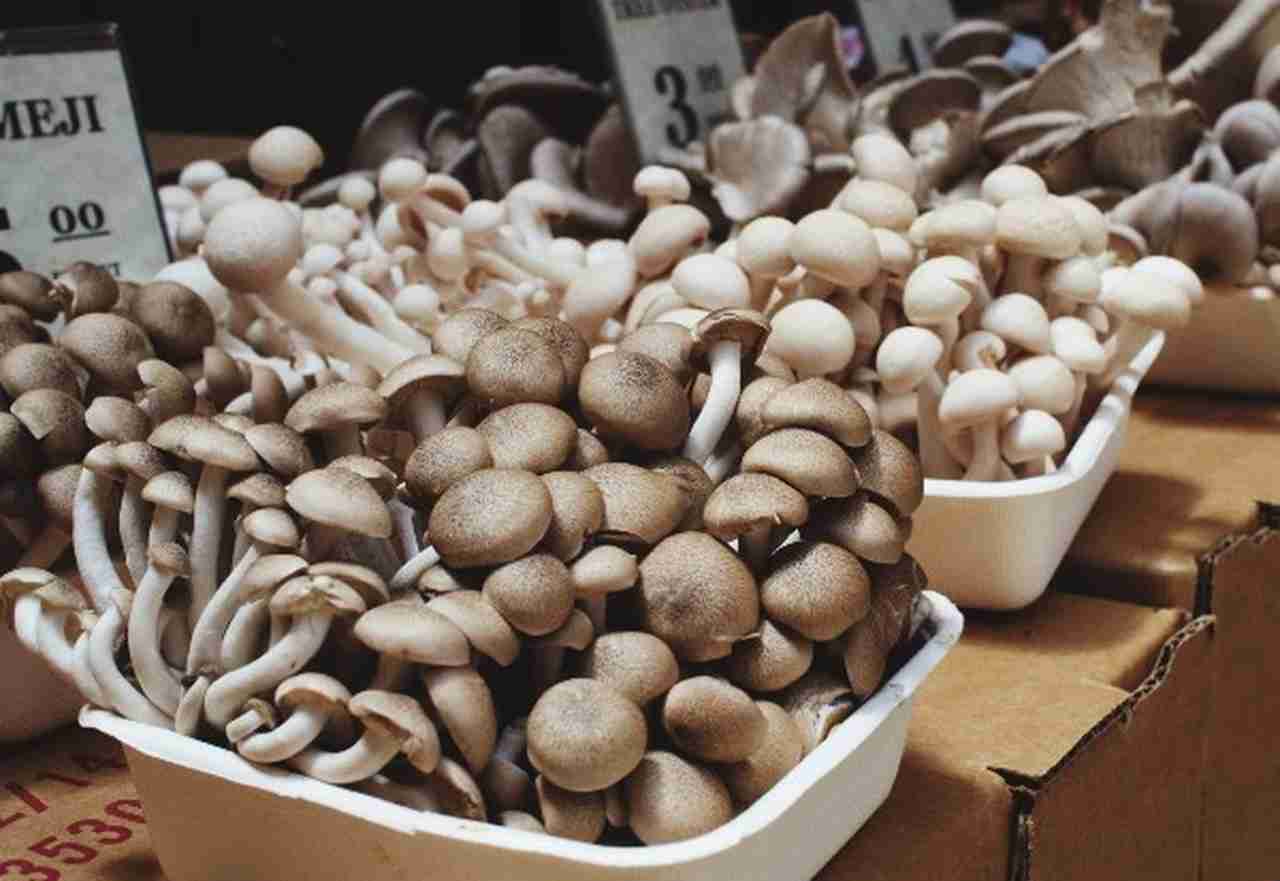 Cogumelo Shitake Cabeça Desidratado 100g / Seco Inteiro