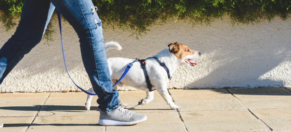 Homem de calça jeans e tênis caminha com um cachorro de porte pequeno em uma calçada