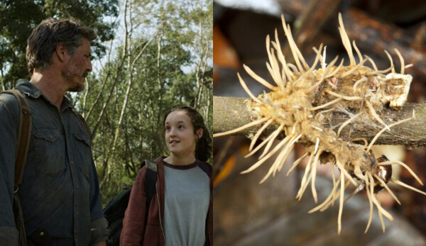À esquerda, personagens principais de The Last of Us; à direita, fungo Cordyceps atacando uma lagarta