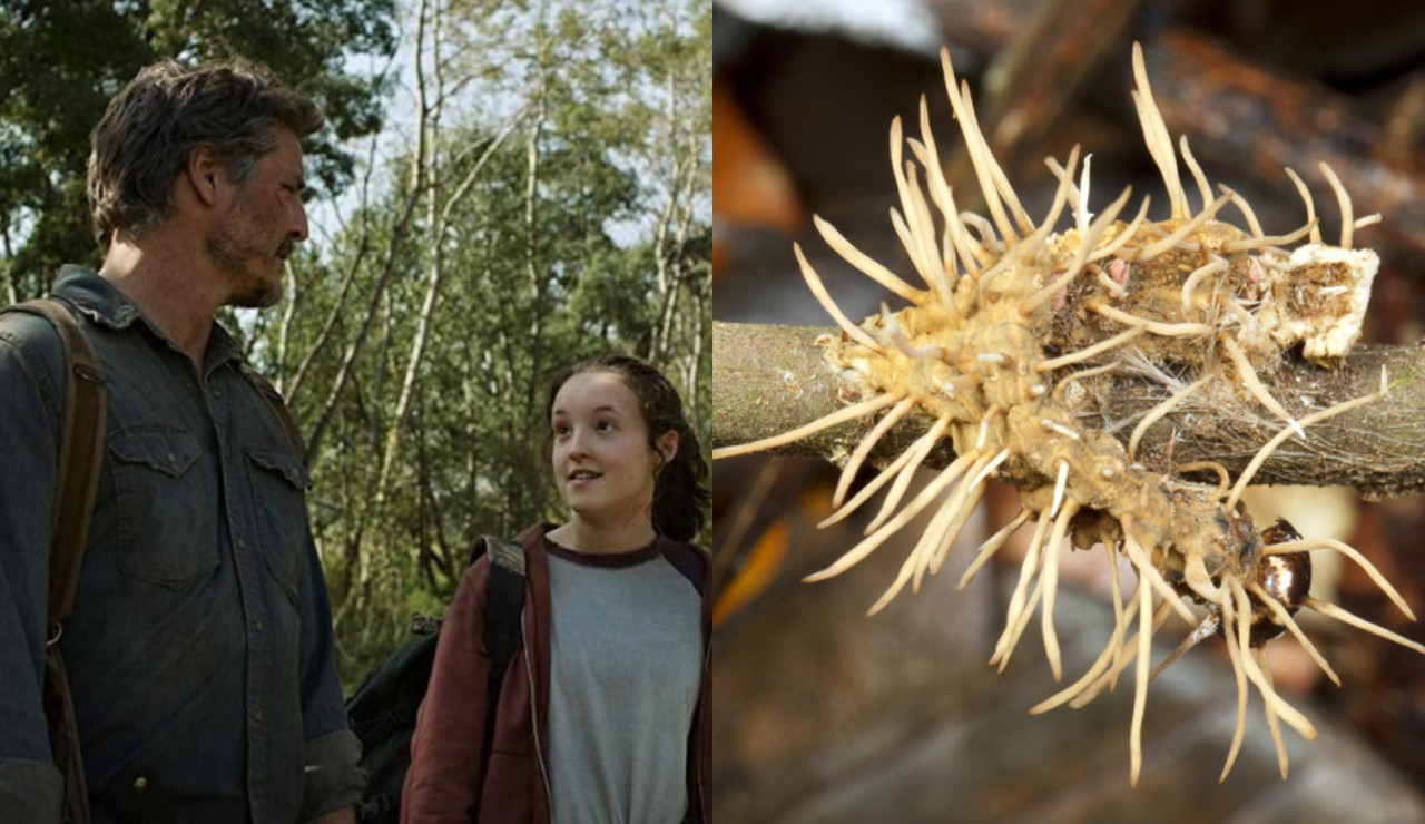 Por que Ellie é imune ao Cordyceps em The Last of Us?