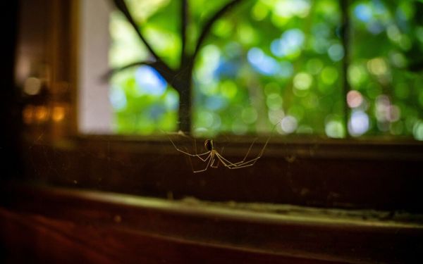 aranha dentro de casa