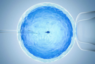 Óvulo sendo fertilizado - Foto: Shutterstock