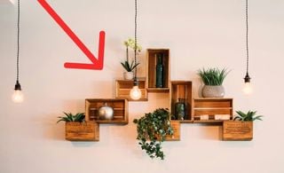 Plantas em nichos de madeira