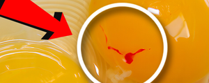 Imagem aproximada de gema de ovo com mancha vermelha