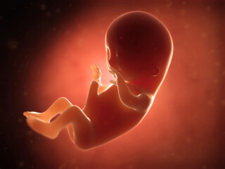 Evolução do feto dentro do útero