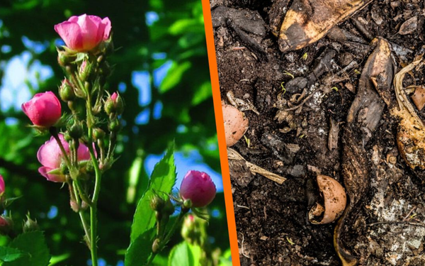 Imagem dividida. De um lado, uma roseira; de outro, fertilizante sobre terra