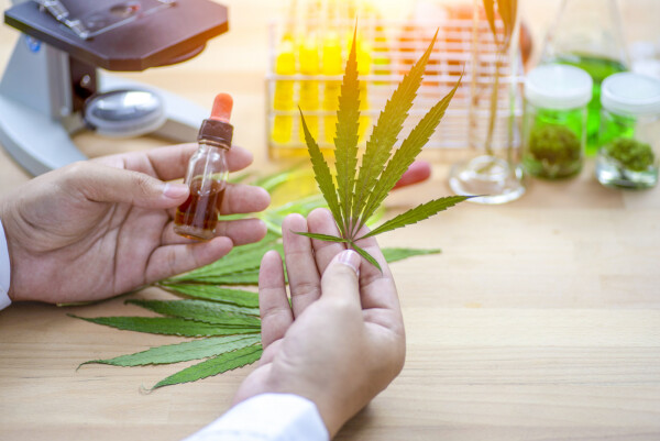 Foto aproximada de médico segurando, na mão esquerda, um frasco de extrato de cannabis medicinal, e na mão direita uma folha de cannabis sativa (maconha)