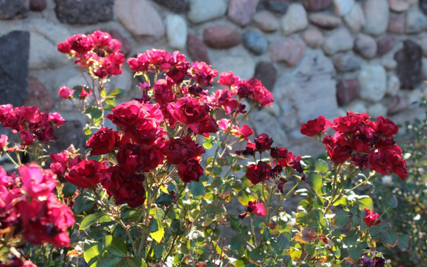 Imagem aproximada de rosas