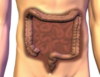 Ilustração de intestino 