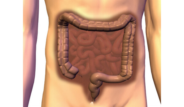 Ilustração de intestino 