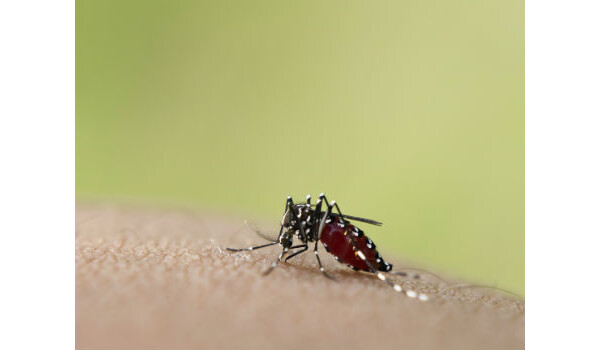 mosquito malária