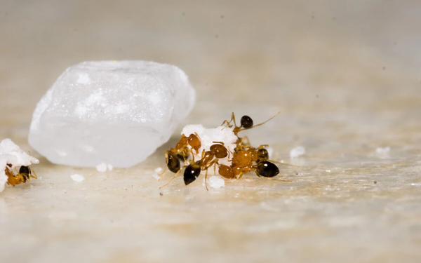 Imagem aproximada de formiga perto de grão de açúcar