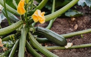 abobrinha plantada na terra