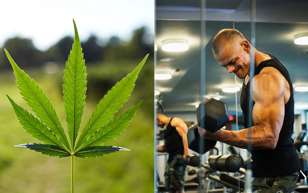 Cânhamo, planta da espécie Cannabis Sativa e homem malhando o braço