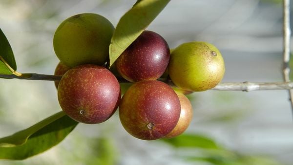 Imagem aproximada de fruta camu-camu em árvore