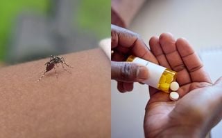 a esquerda, imagem aproximada do mosquito da dengue em cima do braço de uma pessoa. a direita, uma pessoa colocando comprimidos na mão