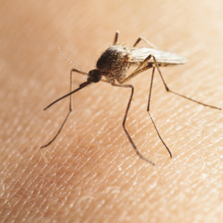 Mosquito comum - Foto: Getty Images