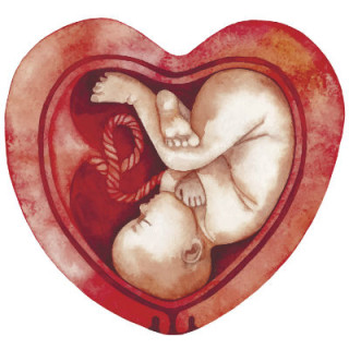 Ilustração de feto no útero em forma de coração - Foto: Getty Images