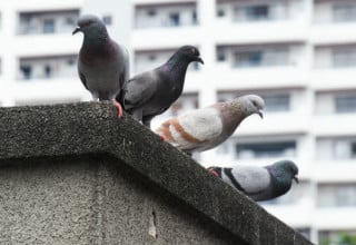 Fezes de pombos são a principal fonte de contaminação da doença - Foto: Shutterstock