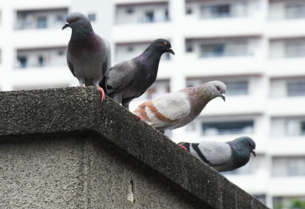 Pombo transmite doença: conheça os riscos - Blog da Cobasi