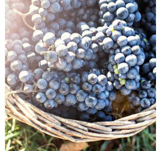 Uvas viníferas - Foto: Shutterstock