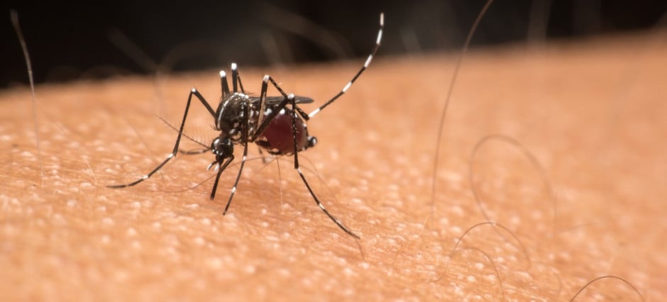 Foto aproximada do mosquito transmissor da dengue, Aedes aegypti, sobre a pele humana.