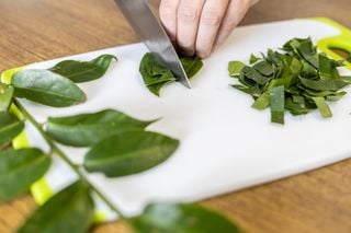 mão cortando folhas de ora-pro-nóbis com uma faca