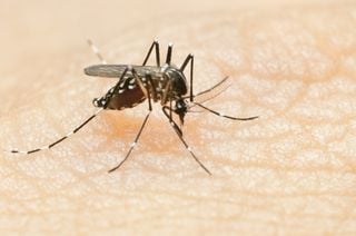 Mosquito da dengue sobre pele de uma pessoa
