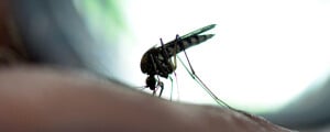 imagem aproximada de mosquito da febre oropouche em cima de dedo de pessoa