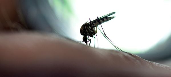 imagem aproximada de mosquito da febre oropouche em cima de dedo de pessoa