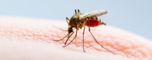Close de um mosquito na pele de uma pessoa