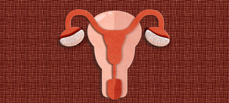 ilustração do sistema reprodutivo feminino