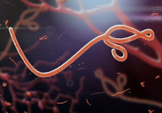 Ilustração do vírus Ebola, que é longo e filamentoso.